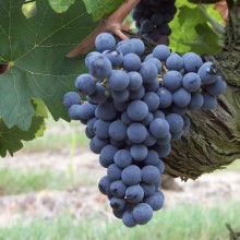 cepage vigne cabernet franc